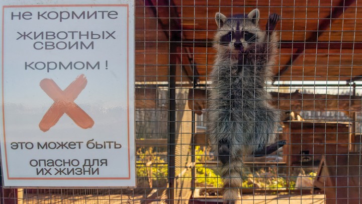 Енот прокусил девочке ухо в контактном зоопарке в Петербурге:мать ребенка винит во всем сотрудников