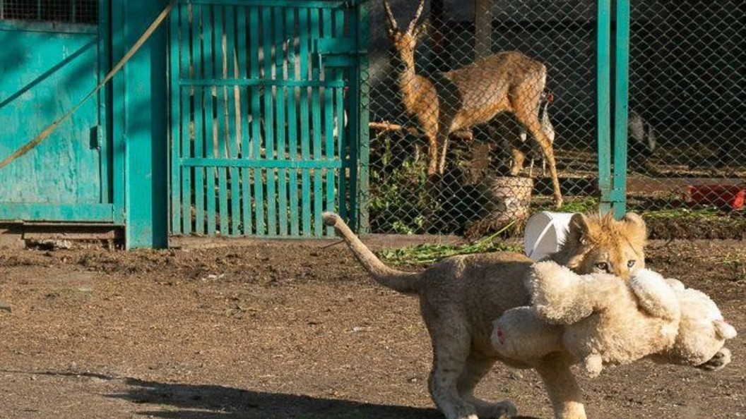 Симба тайган львенок последние новости на сегодня. Львенок Симба Даллакян. Львенок Симба в Челябинске.