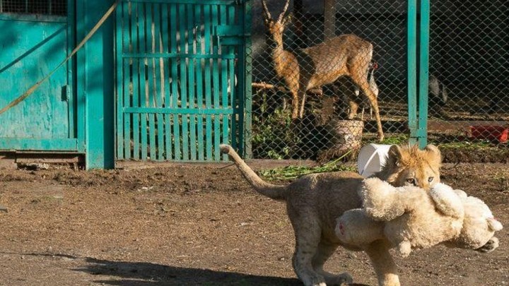 В Челябинске нашли два места под стройку экопарка для питомцев Карена Даллакяна