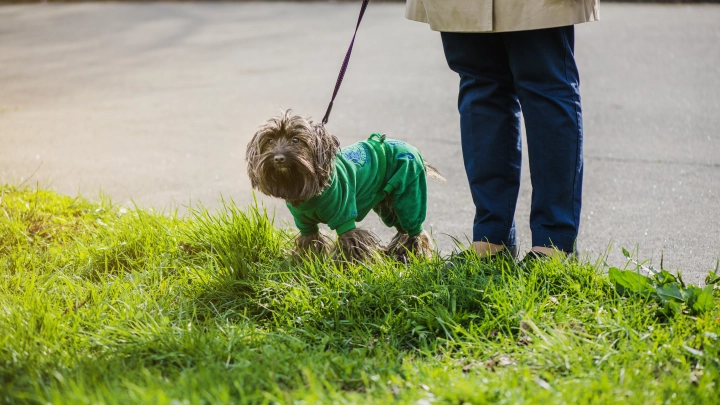 Сбежавшая из России Лазарева* иронично высказалась о европейском туалете для животных