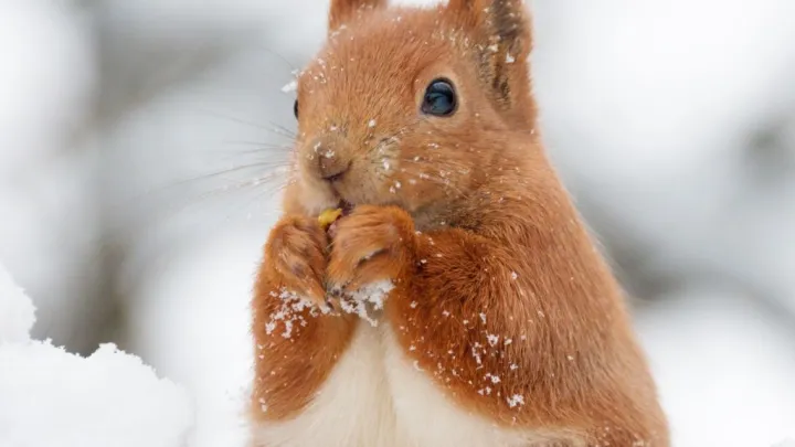 Помочь пушистым с кормом зимой: в минприроды объяснили, почему нельзя кормить белок с рук