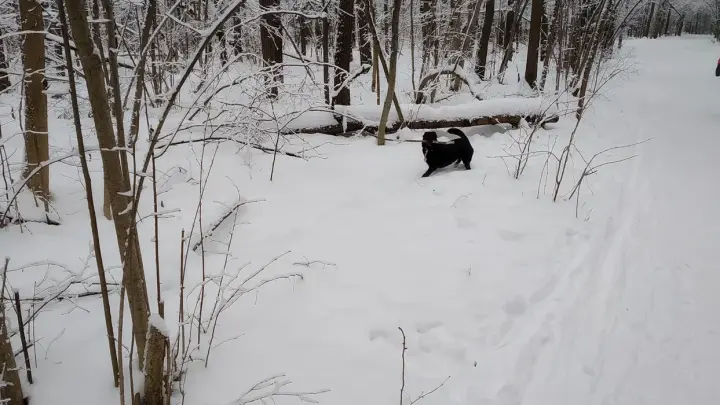 Детский крик и купленный нож: вскрылись новые факты о пропаже Усольцевых в тайге