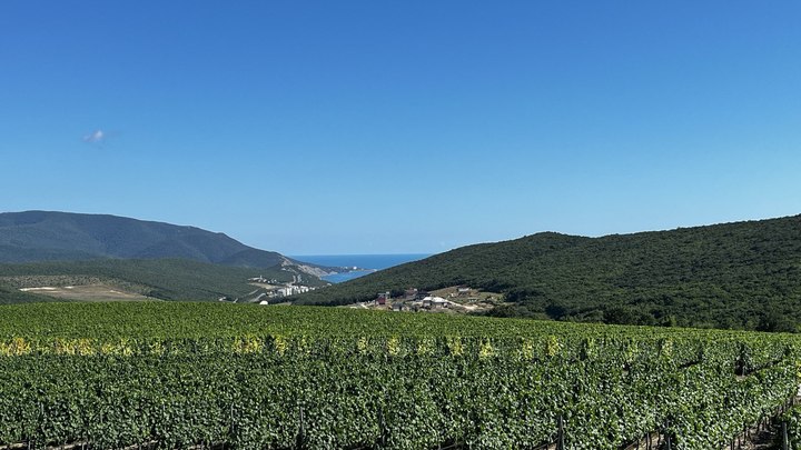 В Краснодарском крае площадь виноградников увеличится до 1,5 тыс. га