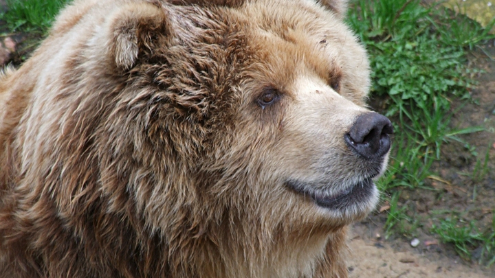 Медведи выбрались из берлог в екатеринбургском зоопарке