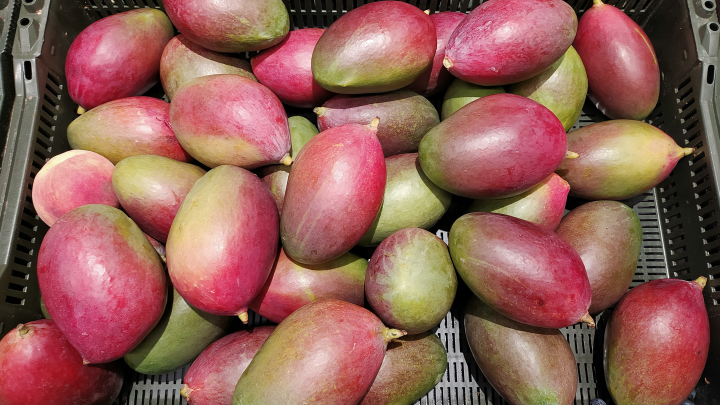 В Дзержинске обнаружили большую партию манго, зараженного вредителями