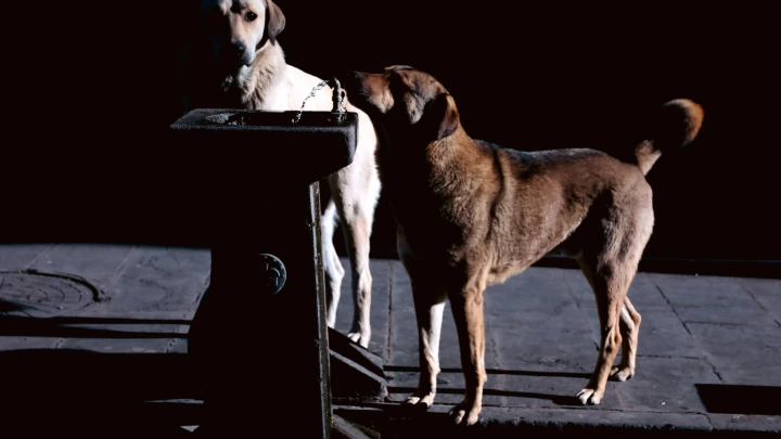 Госдума поймала правительство на саботаже поручений Путина по животным