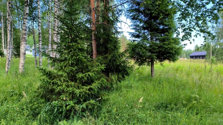 Кусают и в лесах, и в парках: Клещей вылезло в 30 раз большое обычного