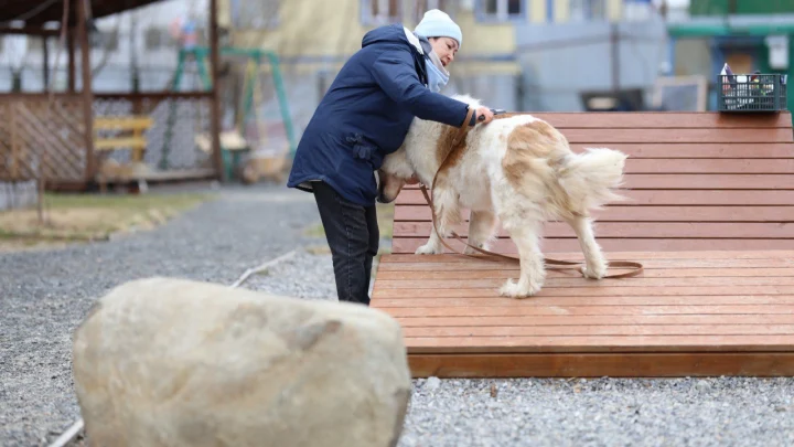 Хвостатый фронт: собаки из приюта помогают бойцам согреться