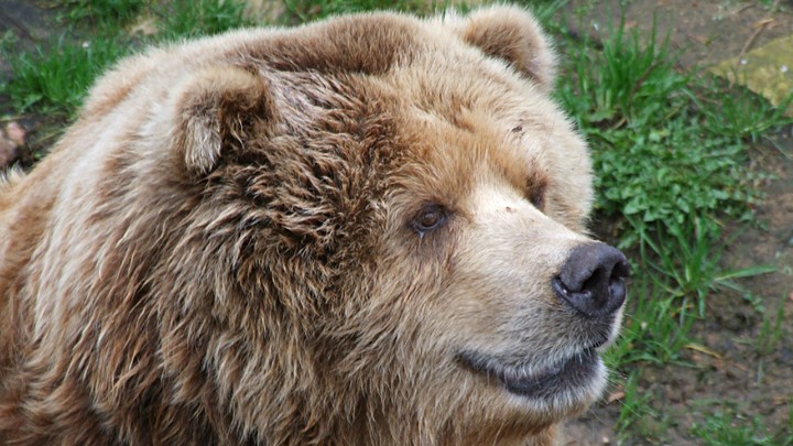 Отравил мышьяком — в Челябинске задержан подозреваемый в гибели медведей из зоопарка