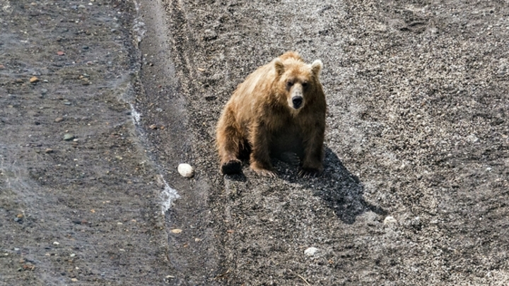 Медведь продолжает терроризировать жителей нескольких поселков в Кузбассе