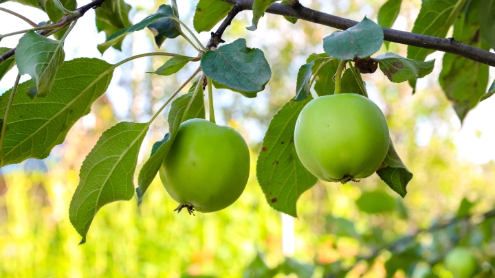Яблоня в слезах: почему плоды гниют на ветке и как спасти урожай