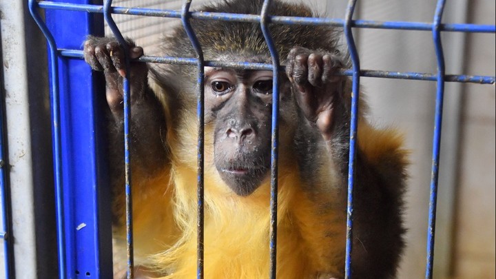 На Украину пришла обезьянья оспа