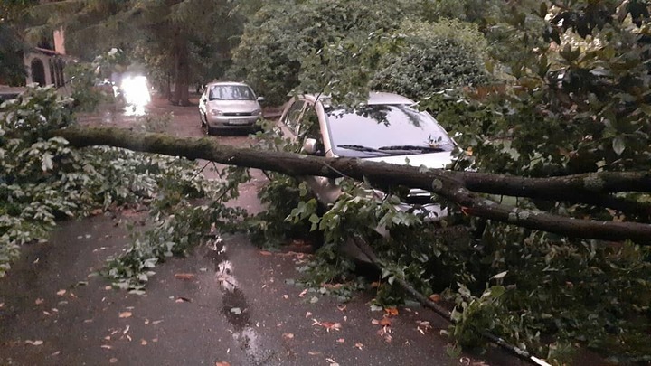 Ливень в Сочи повалил десятки деревьев и подтопил улицы
