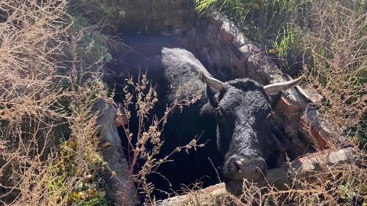 В Ростовской области несчастная корова провалилась в яму из кирпичной кладки