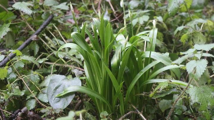 В Сочи спустя 40 лет исследований открыли новый вид подснежника