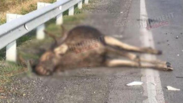 В Кузбассе водитель насмерть сбил лося и скрылся