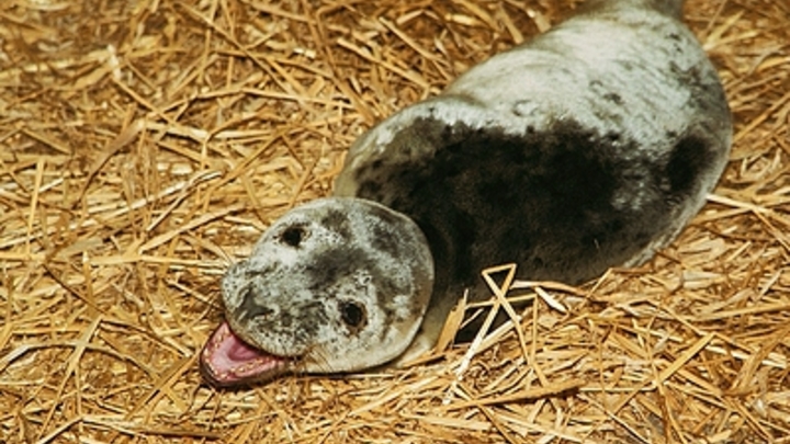 Давай, иди: На Сахалине сотрудники МЧС спасли детёныша тюленя