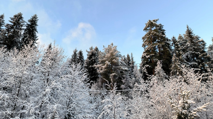 Снег завалит Петербург на 8 см: южный циклон превратит воскресенье в зимний хаос