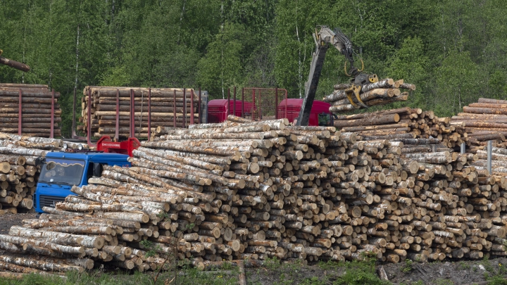 Китай получил ещё больше дерева Сибири: Артамонов схему раскрыл