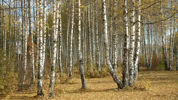 Понимаете, сейчас не май: Омского студента-блогера снимут с берёзы