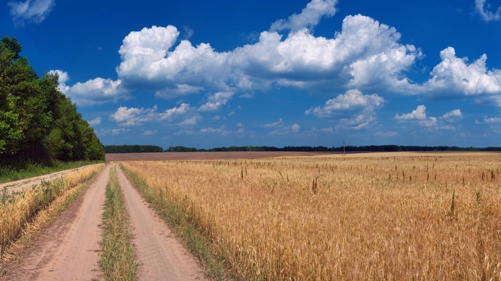 Засуха и гибель урожая: В Оренбуржье возникла угроза ЧС