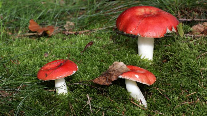 Из внешней разведки - сыроежками командовать. Эксперт чуть не лопнул от смеха после эстонского финта