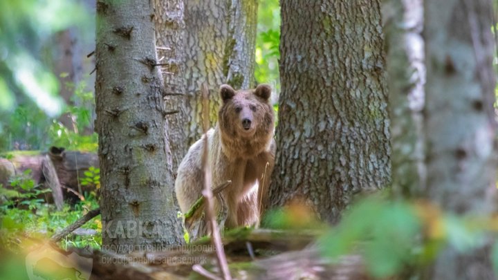 В Сочи появились медведи-иностранцы. Опасны ли они для человека?