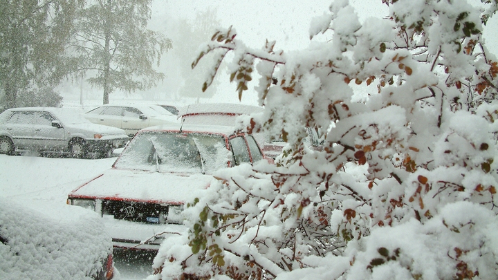 Последствия снегопада в Сочи: дерево упало на газовую трубу
