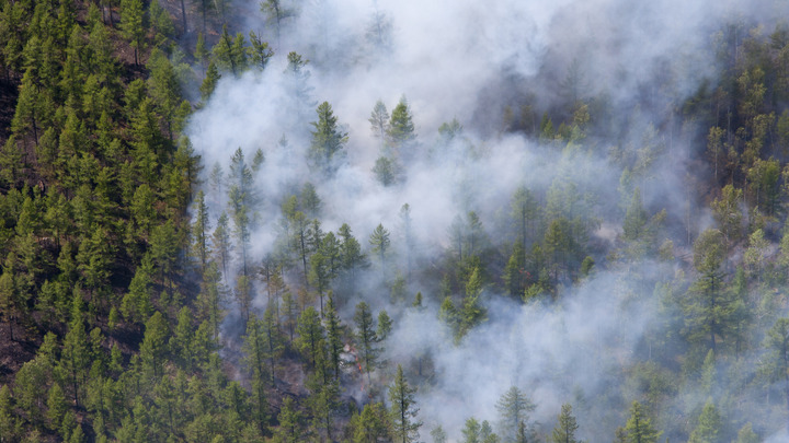 Ситуация в Харьковской области 9 июня: лесной пожар и отключение телевидения