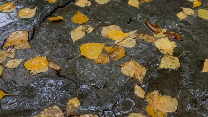 Вильфанд: зимняя погода не наступит в начале декабря