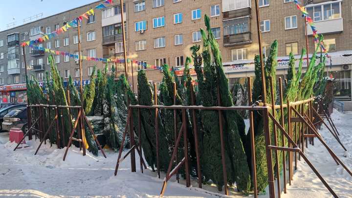 В Новосибирске в предновогодние дни будут работать 30 ёлочных базаров