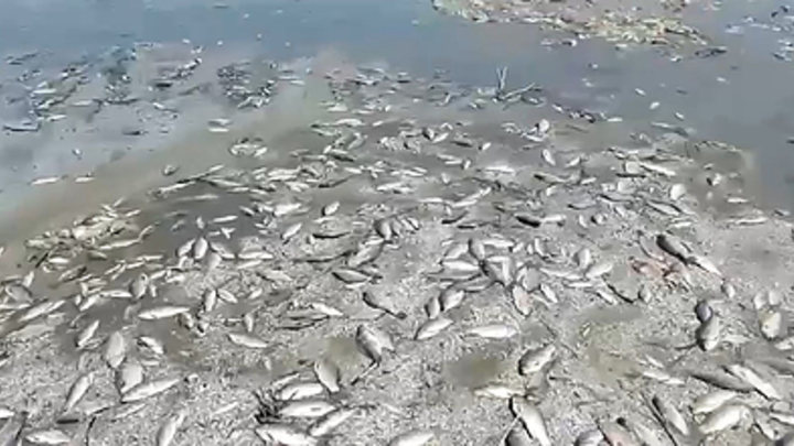 Экологическая катастрофа: Режим Киева сбрасывает воду с Днепрогэса