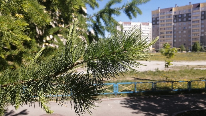 В Челябинске 6 сентября в центре массово вырубают деревья