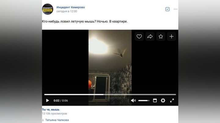 Дерзкий хищник ворвался в квартиру кемеровчан посреди ночи