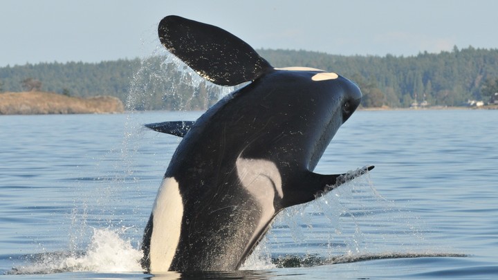 Моряки рассказали о музыкальном способе спастись от нападения косаток