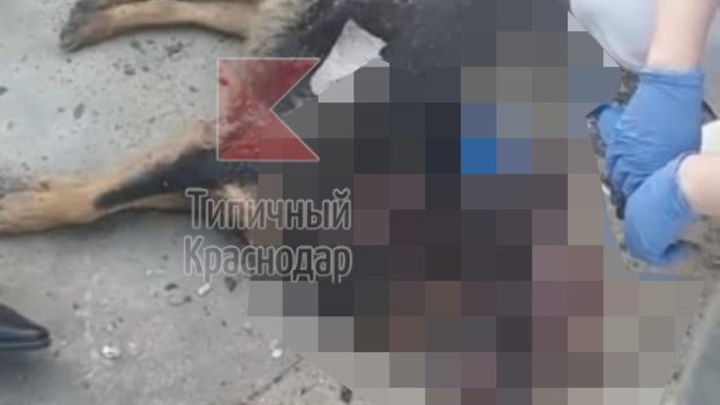 Зоозащитники сообщили об убийстве двух собак в краснодарском парке Солнечный остров