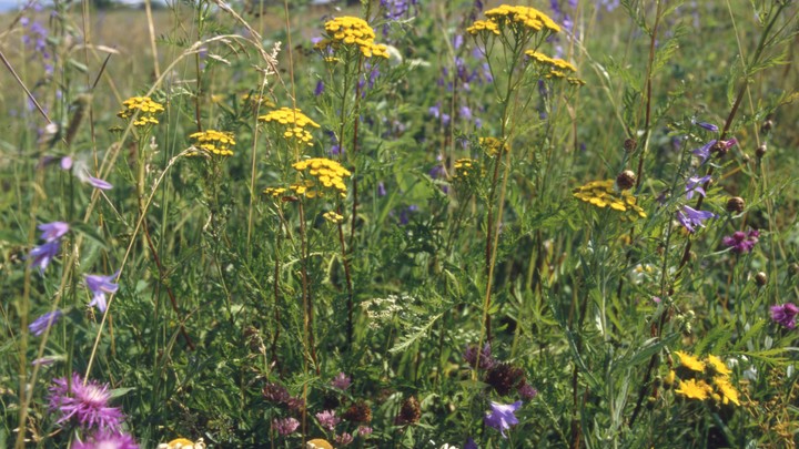 Найден новый источник молодости