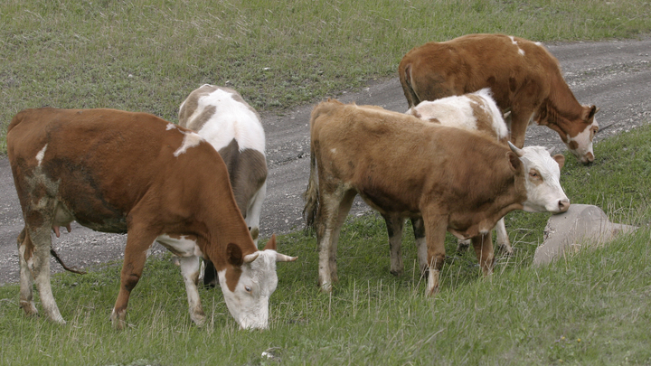 В Краснодарском крае за пять лет производство молока выросло на 15%