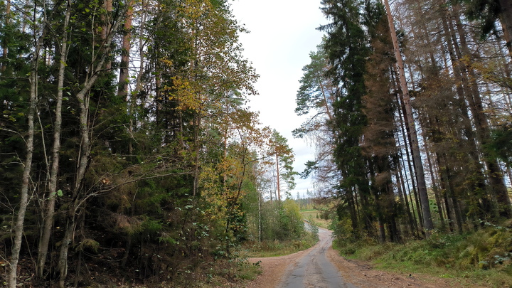 Инкассатор найден мёртвым в лесу в Ленобласти. При нём была записка, но что в ней - тайна
