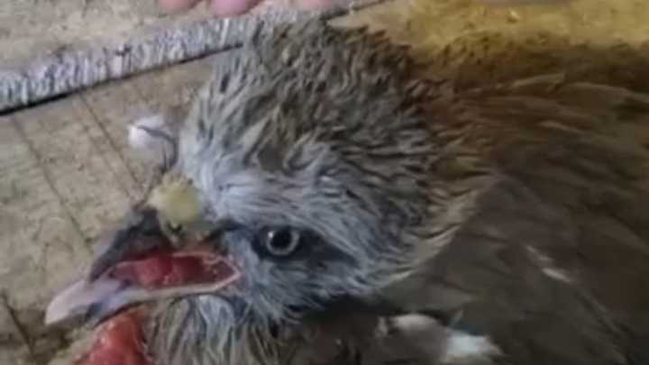 В Сочи полиция начала проверку по факту расстрела редких перелётных птиц