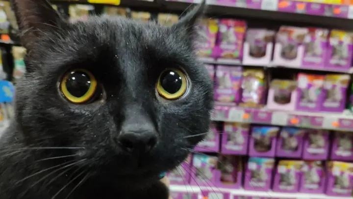 Дагестанский Хатико: кот 7 лет не уходит с могилы хозяина даже под дождём и снегом