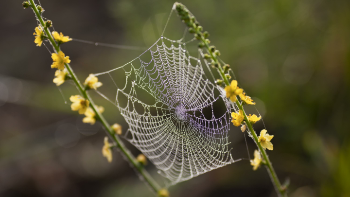 Необычное природное явление: Бразилию накрыл Паучий апокалипсис