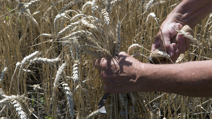 В этом году Кубань первой в стране завершила уборку зерновых колосовых и зернобобовых культур