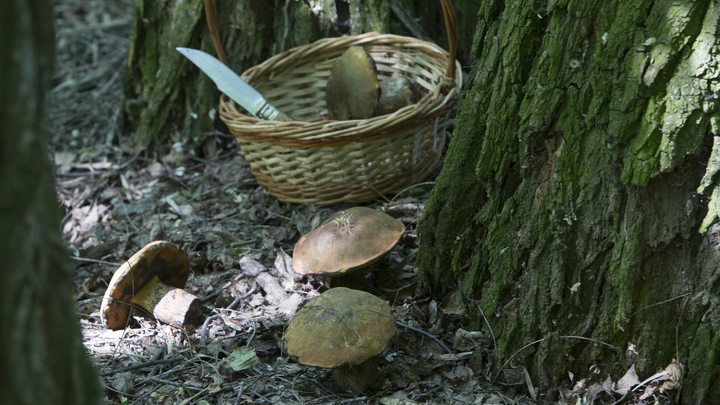 Глава поискового отряда объяснила, почему в Свердловской области стали чаще пропадать люди