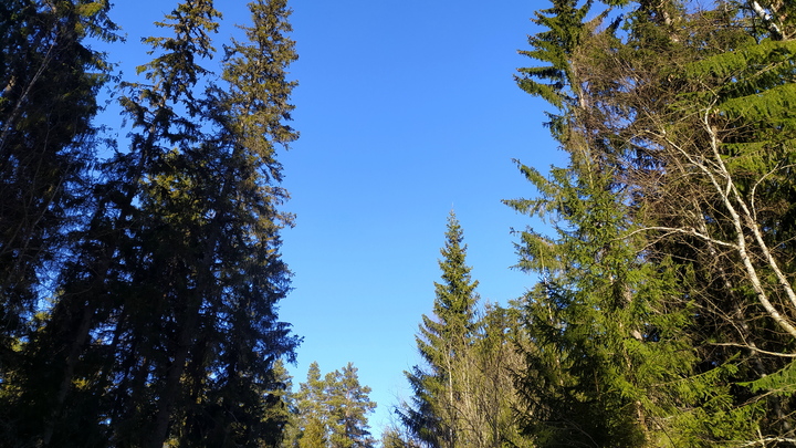 Битва за воздух: почему суд снова встал на сторону чиновников, решивших вырубить Шуваловский лес