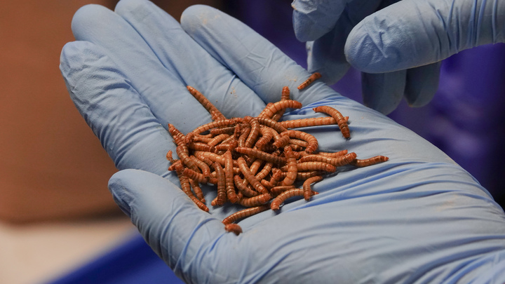 Школьников в Голландии начали кормить червями. Дети рассказали о специфическом привкусе