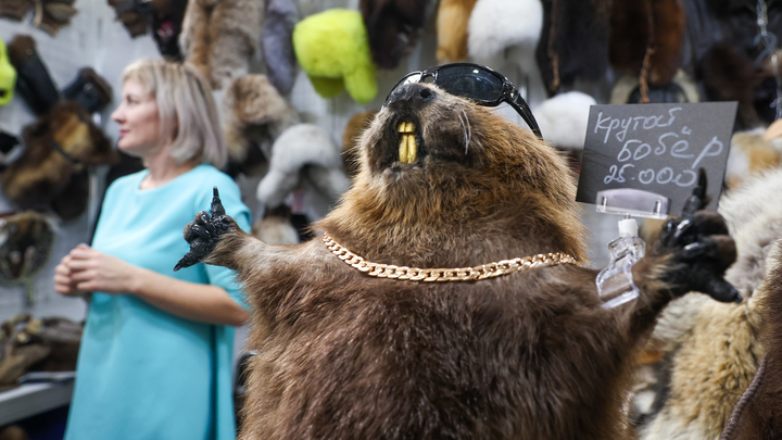 Бобр, курва!: Утопающая Польша нашла себе нового врага. Россия ни при чём