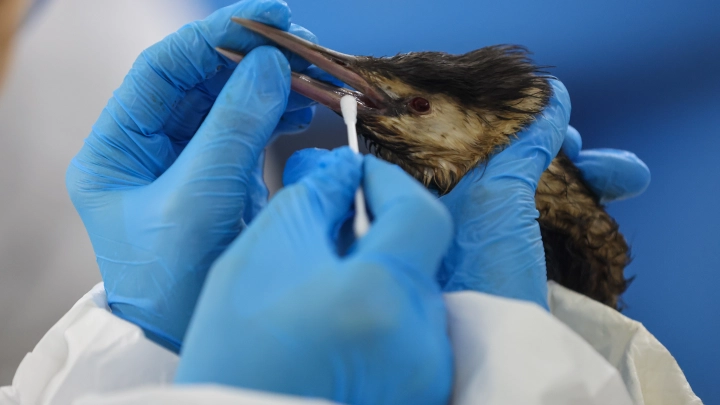 Помощь птицам после разлива мазута: дальнейшие планы волонтёров и ветеринаров