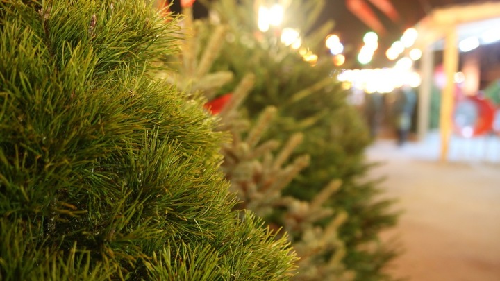 В Краснодаре открылись 76 ёлочных базаров