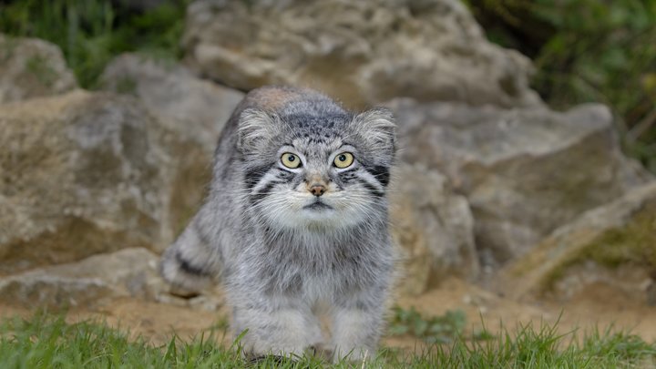 Котёнок манула из Новосибирского зоопарка переехал в Ленинградскую область